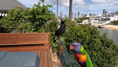 magpie se va mientras lorikeet se sienta en el balcón.