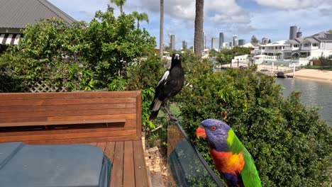 magpie departs as lorikeet perches on balcony.