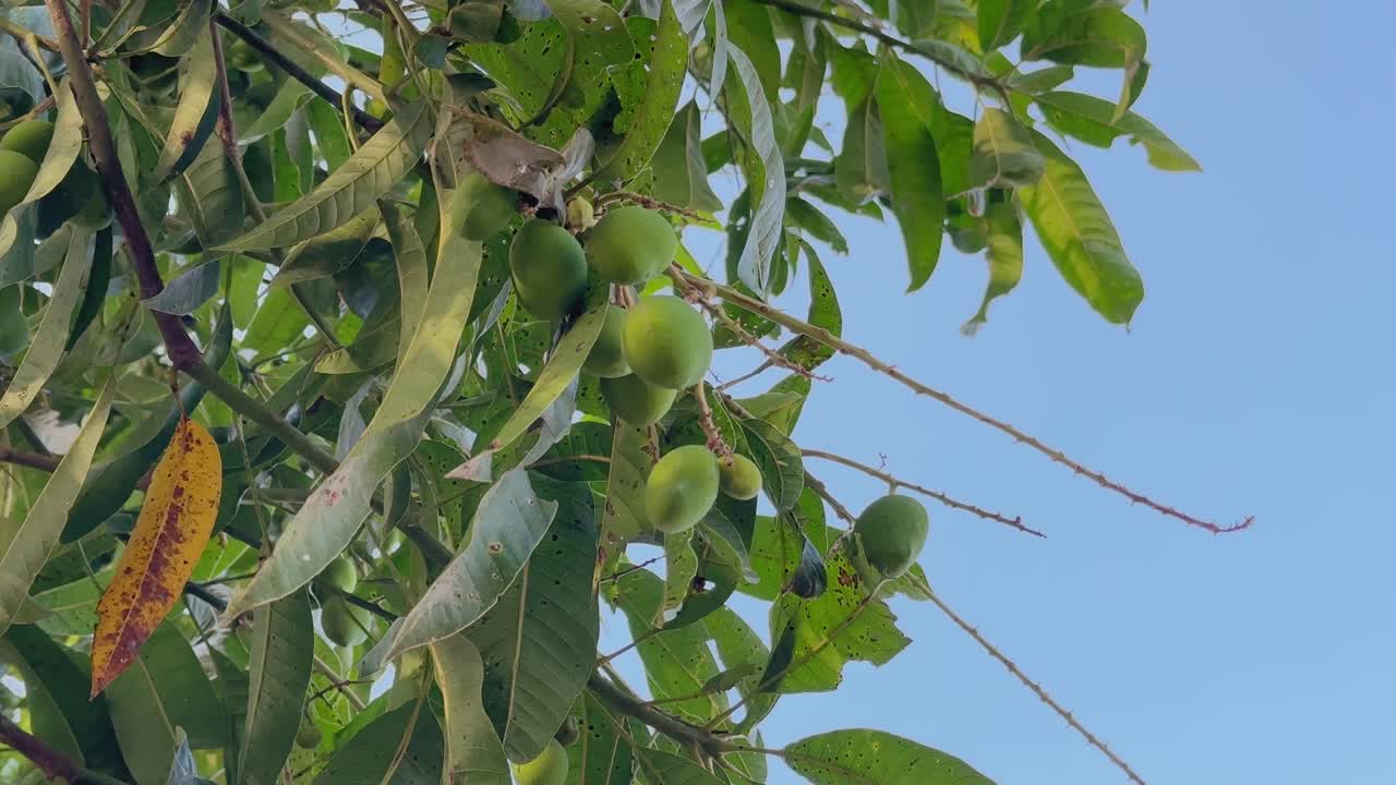 Vista ravvicinata di manghi verdi acerbi raggruppati su un ramo, circondati da foglie testurizzate con imperfezioni naturali, sullo sfondo di un cielo azzurro tenue in una calda luce diurna