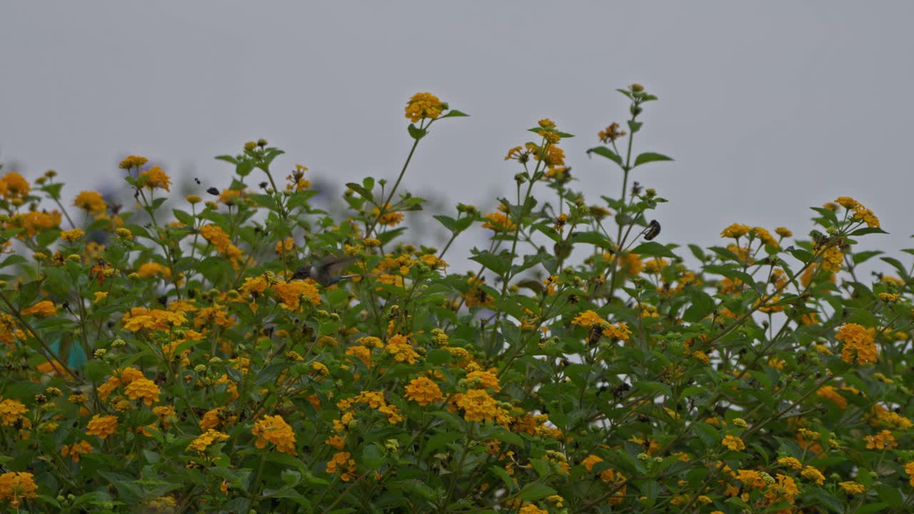 Colibrì maschio di Cora (Thaumastura cora) che vola sopra i fiori di lantana, nutrendosi da un lato all'altro in campo lungo.