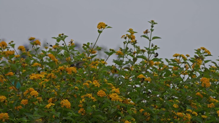 Male cora hummingbird (Thaumastura cora) flying over lantana flowers, feeding from side to side in wide shot