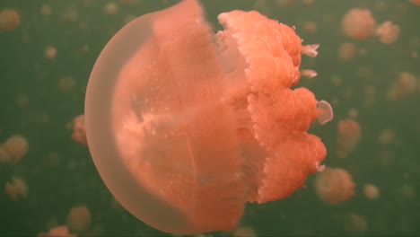 close up of jellyfish inside jellyfish lake in palau island