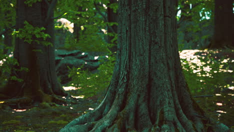 Peaceful-magical-mossy-forest-scene