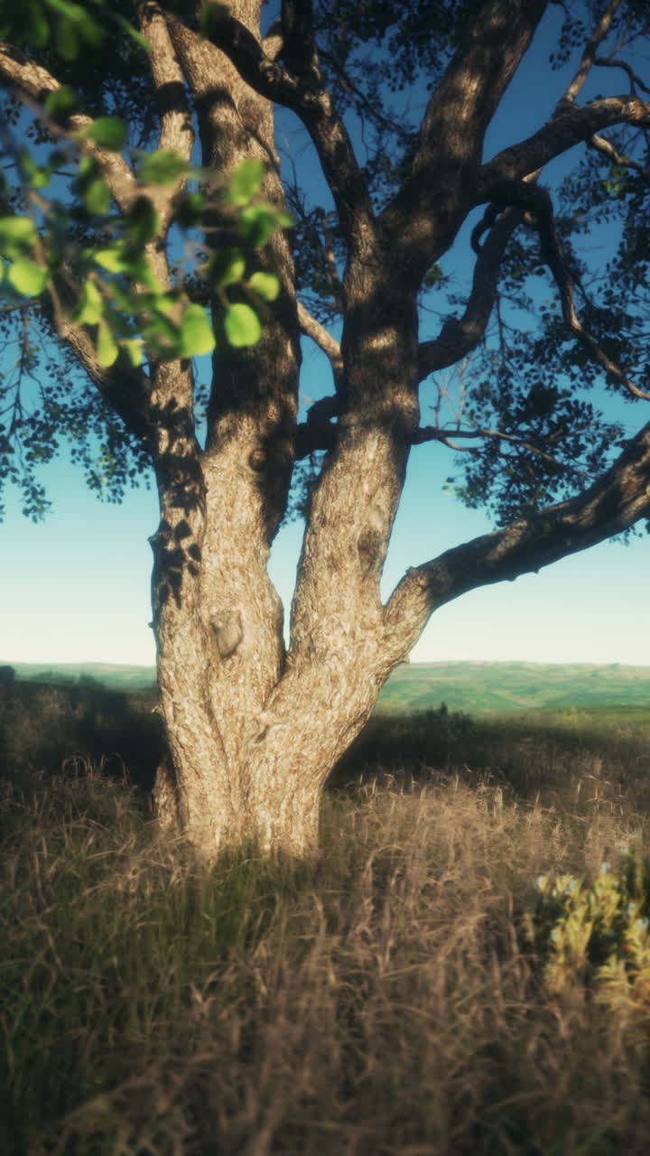 величественное дерево в спокойном ландшафте