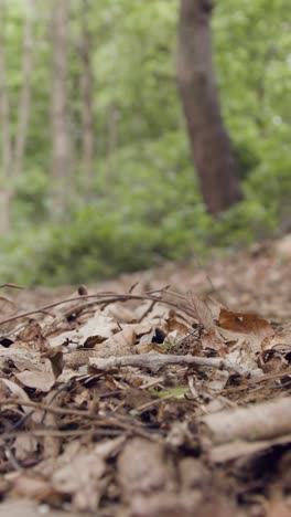 Nahaufnahme-Eines-Vertikalen-Videos-Eines-Mannes-Auf-Einem-Mountainbike,-Der-Auf-Einem-Feldweg-Durch-Den-Wald-Radelt