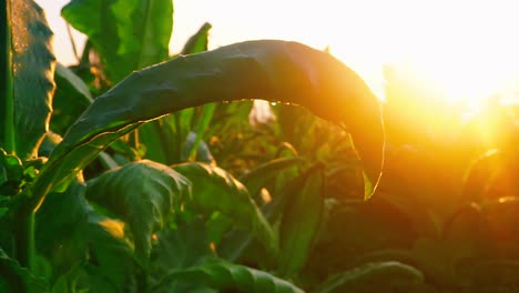 primer plano de hojas verdes de la planta de tabaco contra el amanecer dorado en la mañana-1