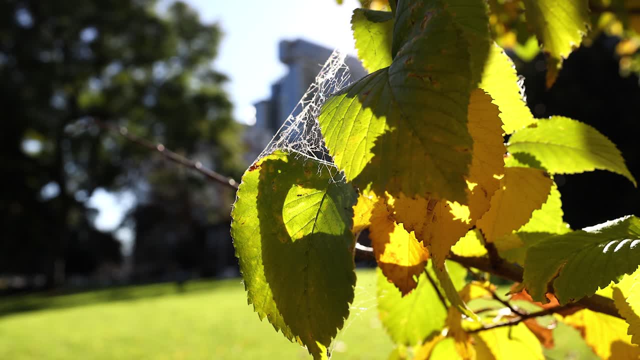그리고 은 공원에서 거미줄 잎을