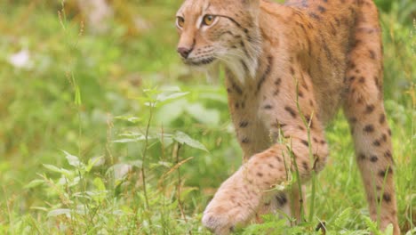 el lince eurasiático (lince lince) en el bosque.