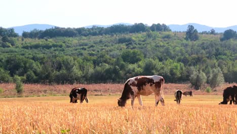 Kühe-Auf-Einem-Feld-An-Einem-Sonnigen-Tag