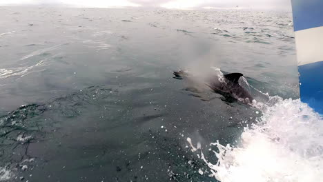 delfines de costado blanco surfeando la estela de la proa del barco