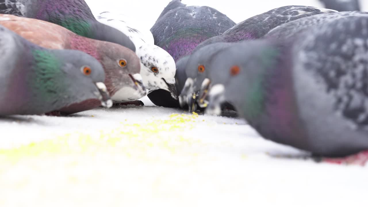 Piccioni che si nutrono nella neve