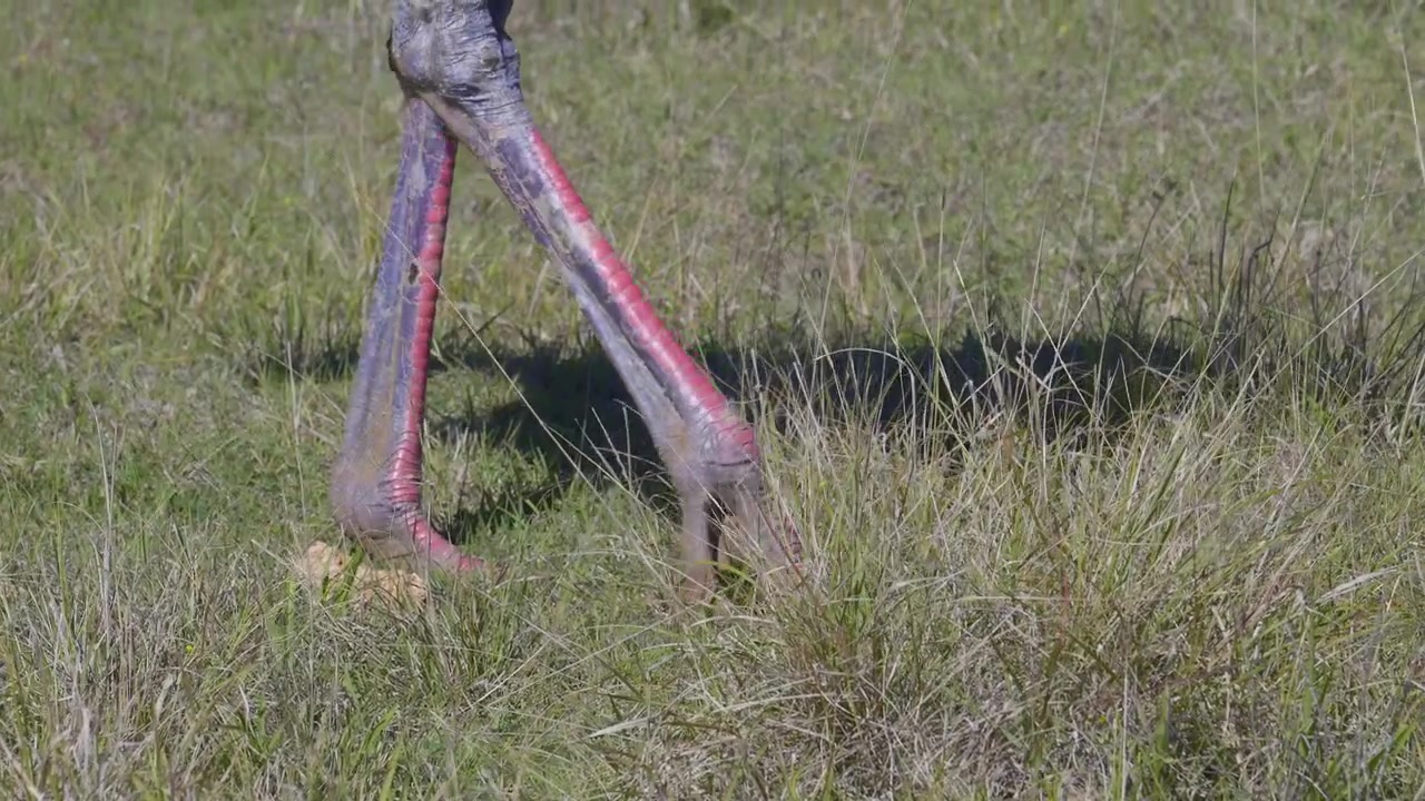 Struzzo (Struthio camelus) maschio, primo piano dei piedi, Rallentatore