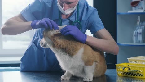 a team of veterinarians examines the ears of a sick corgi dog