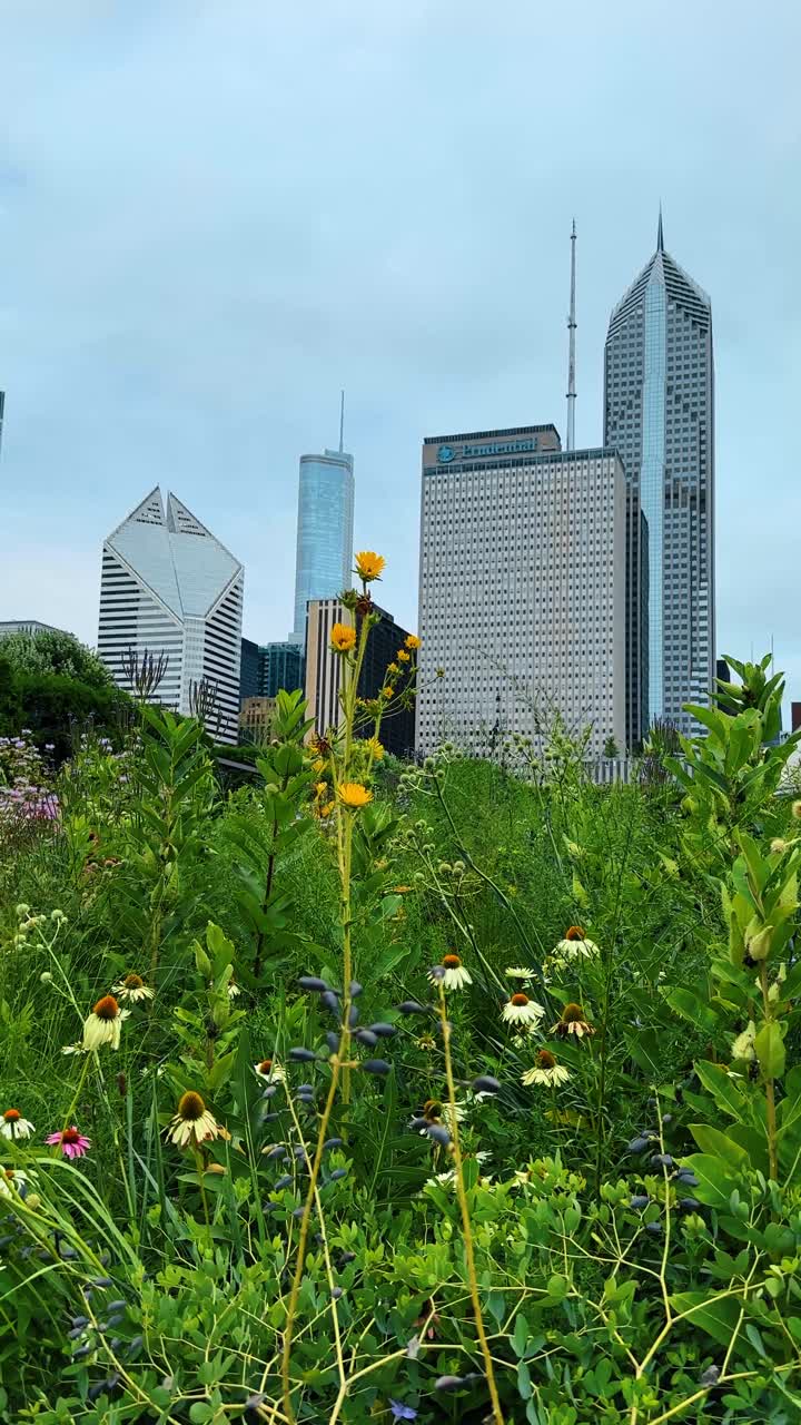 Chicago, EUA, 29 de junho de 2025: Vista do horizonte de Chicago através de flores silvestres no jardim do Millennium Park. Arranha-céus modernos de Chicago vistos de um prado de plantas verdes e flores amarelas no Millennium Park.