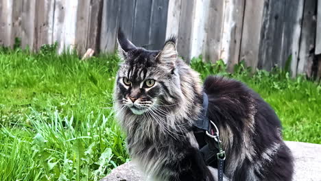 maine coon cat outdoor in harness tamed feline up-close breed beautiful long fur coat