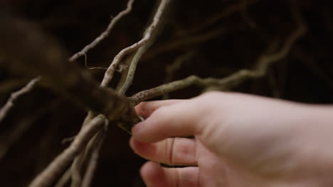 hands holding roots in woodland area