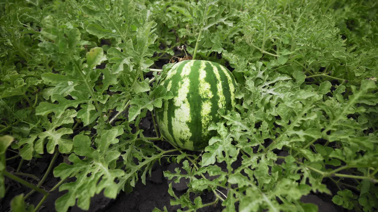 정원에서 식물에 수박. 큰 익은 베리. 수박의 작물. 수확 시간.