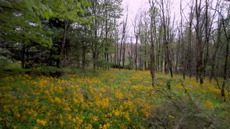 aerial push over colts foot wildflower in mountains of appalachia