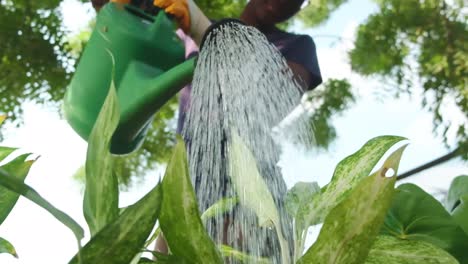 Regar-Las-Plantas-En-Cámara-Lenta-De-ángulo-Bajo