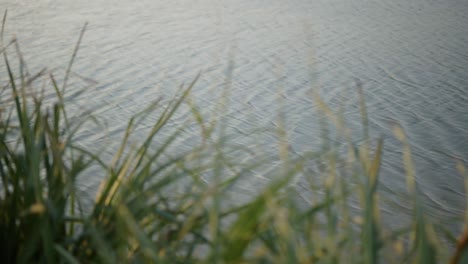 Toma-En-Cámara-Lenta-De-Pequeñas-Olas-En-La-Superficie-Del-Agua-Con-Hierba-Alta-Borrosa