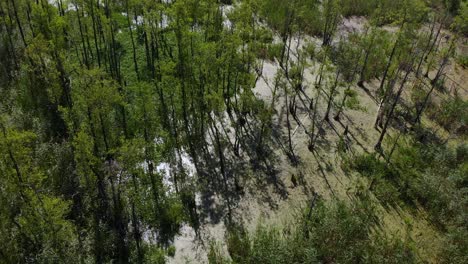 Aerial-pan-over-forest-marshland-in-Europe