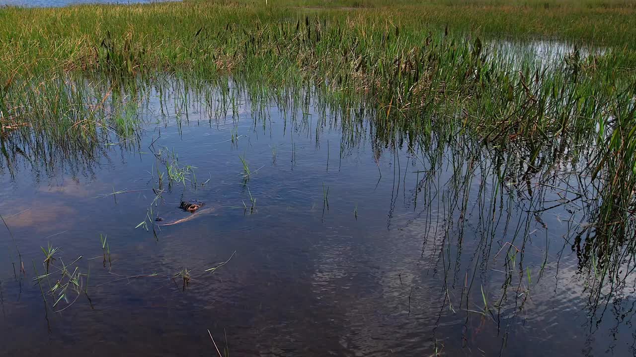 alligator crawling through the weeds and shallow water aerial view