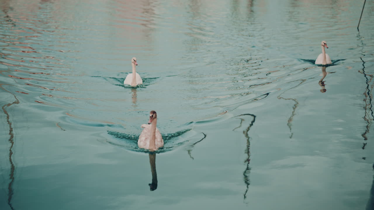 Three swans glide across calm marina waters with boats in the background