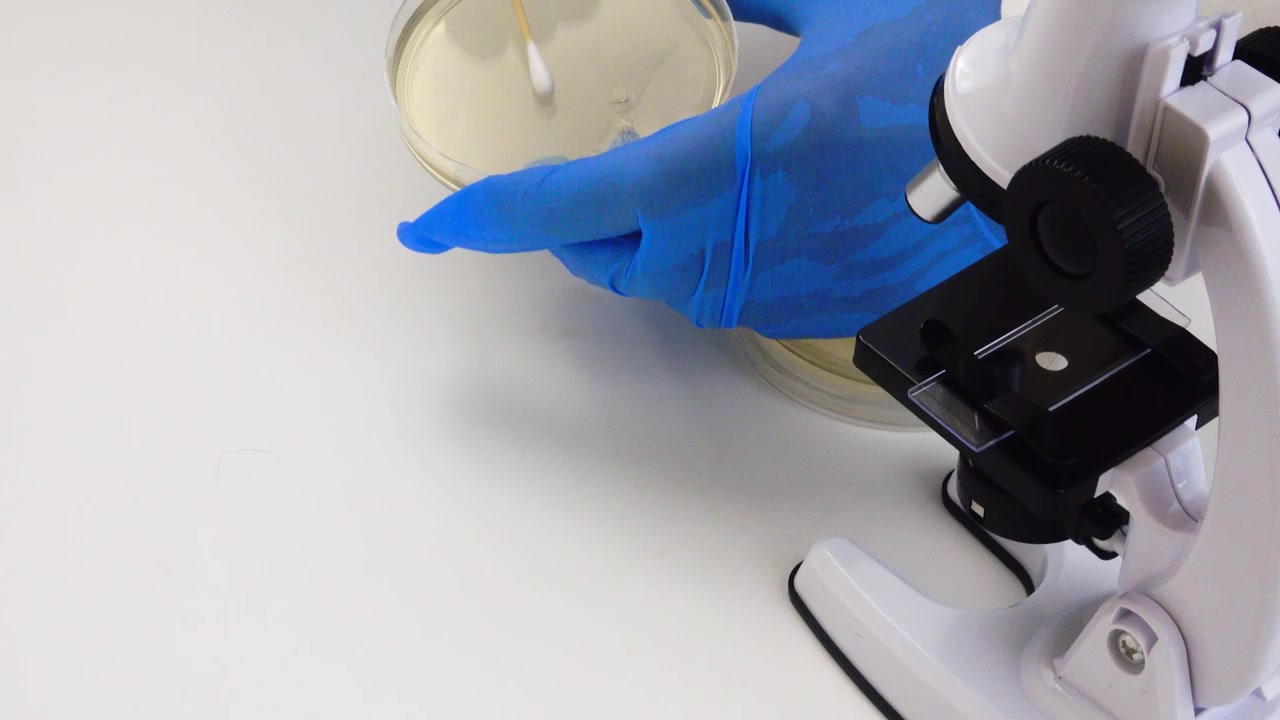 Um microscópio de laboratório examina uma cultura de ágar nutriente como parte de um experimento de pesquisa biológica, destacando técnicas de microbiologia usadas para estudar o crescimento bacteriano.