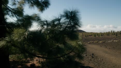 paisaje volcánico rocoso y bosque verde revelado detrás de un árbol en primavera, parque nacional del teide en tenerife, islas canarias