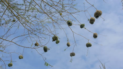 tejedores enmascarados africanos construyen nidos en un árbol, cielo nublado, sudáfrica