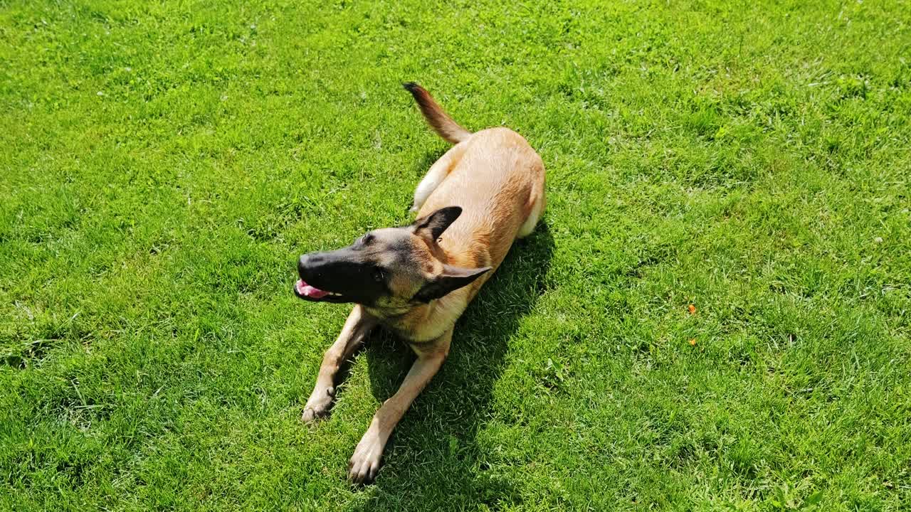 Young trained Belgian Malinois puppy resting calmly on bright green grass