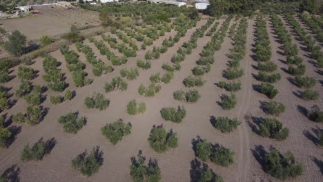 Aerial-tilt-up-from-olive-grove-to-oil-production-farm-in-rural-Spain