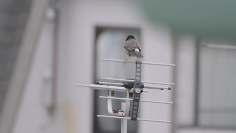 pájaro tordo oscuro posado en una antena yagi-uda