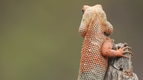 lizard--in-tree---waiting-for-pry