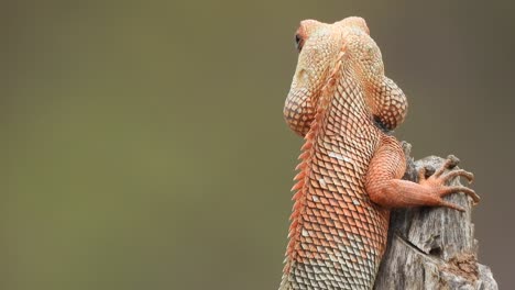 lagarto en el árbol - esperando palanca
