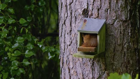 red squirrel sits inside small wooden feeder attached to tree in lush green forest