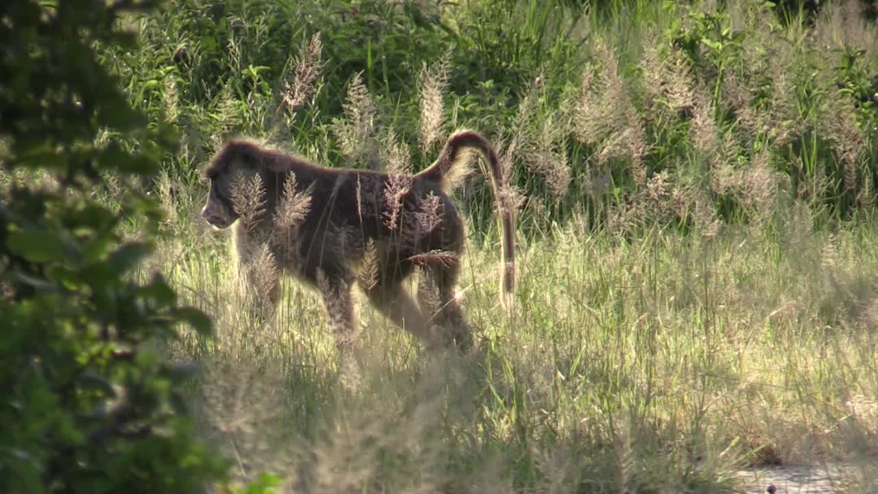 il babbuino olivastro cammina da destra a sinistra attraverso l'erba alta nella luce pomeridiana, scompare dietro un cespuglio