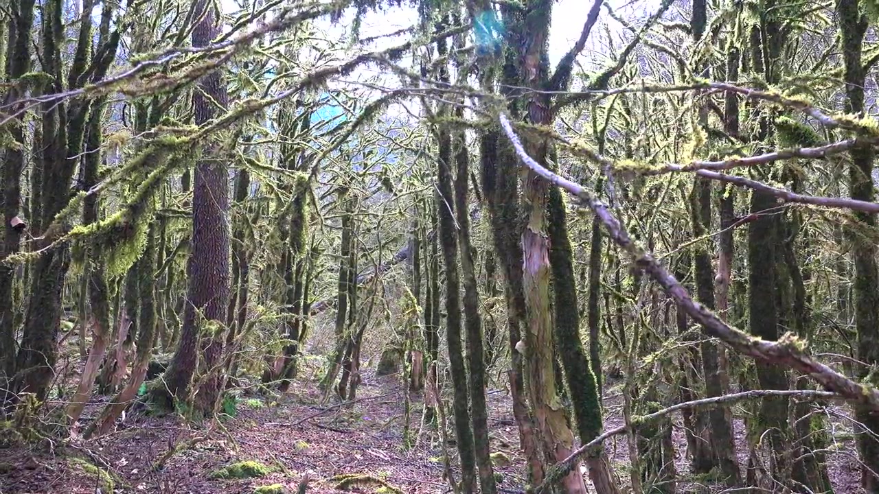 Luz solar filtrando por entre árvores musgosas em uma floresta densa