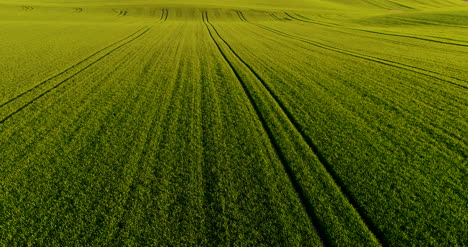 stunning aerial shot over lush green fields and meadows in the countryside gmo free wheat field