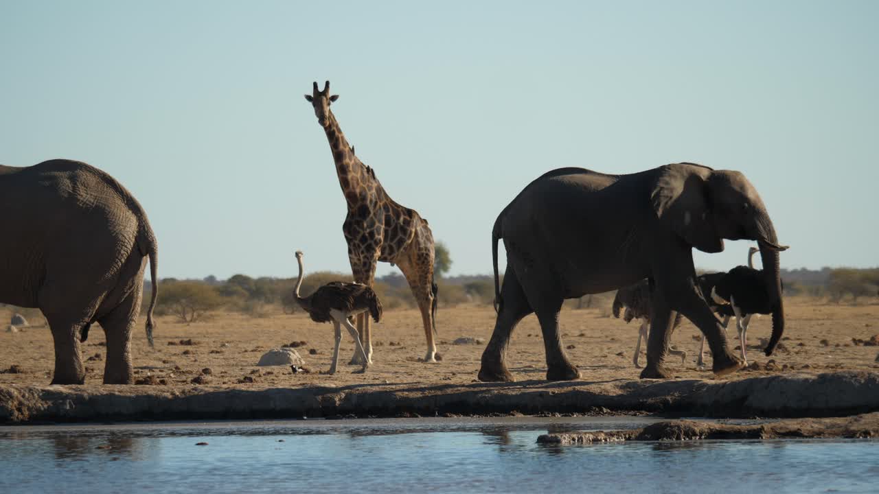 nxai pan 국립 공원, 보츠와나 - 두 마리의 코끼리가 강둑을 지키고 있습니다.