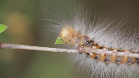 hairy caterpillar eating leaves on stem