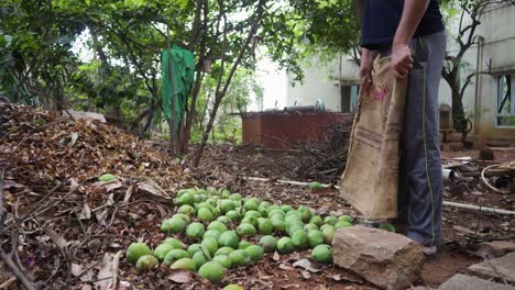 Método-Tradicional-De-Cosecha-De-Mango-Indio-1