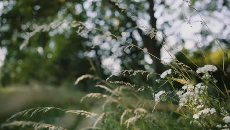 blade of grass in the shade of the woods