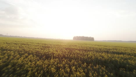 drone shot flying through flower field