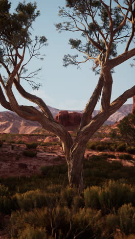 lone tree in nevada desert with mountain backdrop