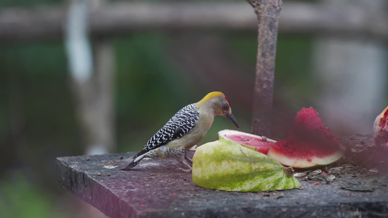 수박을 먹는 아름다운 열대 조류