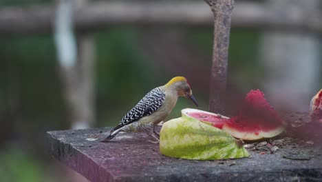 beautiful tropical bird eating watermelon