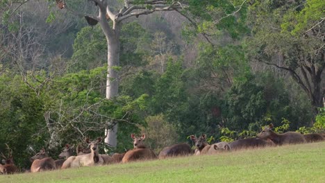 descansando en la hierba después de un día de pastoreo en el bosque durante el verano