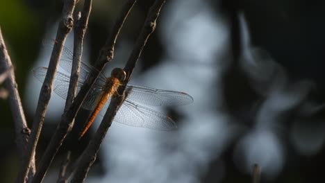 dragonfly - eyes - wings