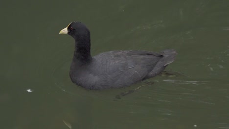 Nahaufnahme-Eines-Weißflügeligen-Blässhuhns-Mit-Schwarzem-Gefieder,-Das-Friedlich-Auf-Einem-Teich-Schwimmt